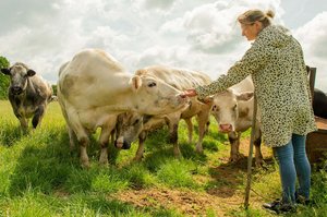 Female farmer reaching out to a cow in a group of cows in a field