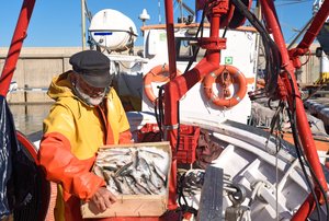 Photograph of a fisherman on a trawler in daytime, moving a box full of fish.