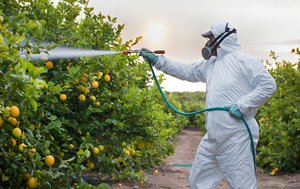 Photograph of a man in a protective suit spraying pesticides on lemon trees.