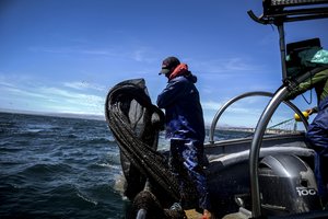 Photograph of a fisherman on a boat handling a net.