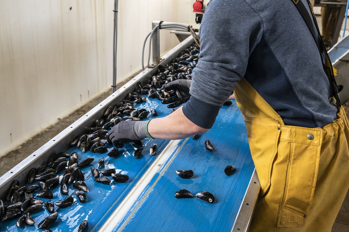 Image showing a worker sorting mussels on a conveyor belt