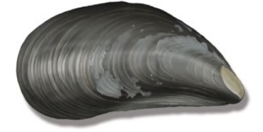 Image showing the blackish outer shell of a blue mussel