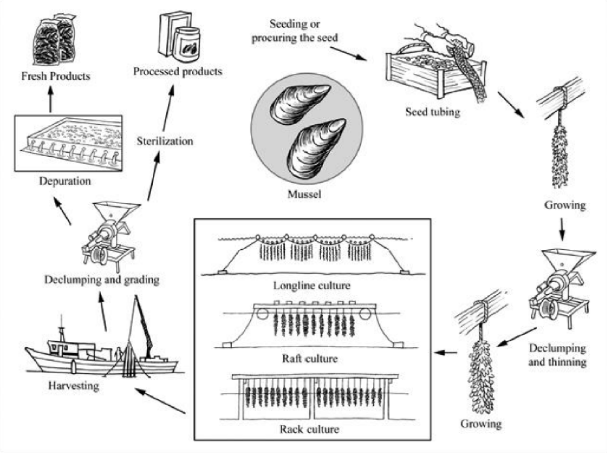 Black and white drawing showing the production cycle of the Mediterranean mussel