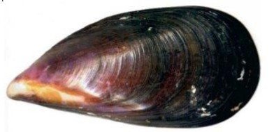 Image showing the dark-brown outer shell of a Mediterranean mussel, with a lighter edge on one side