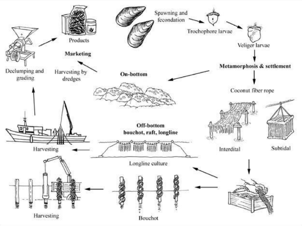 Black and white drawing showing the production cycle of the blue mussel