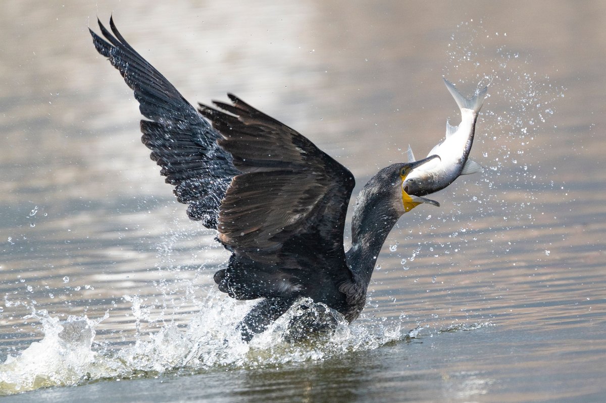 A great cormorant catching a fish in his mouth