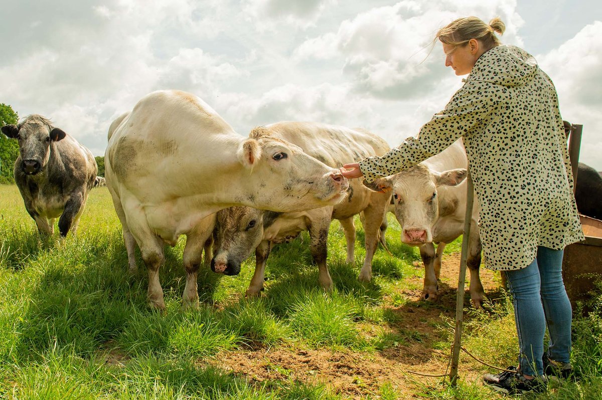 Female farmer reaching out to a cow in a group of cows in a field