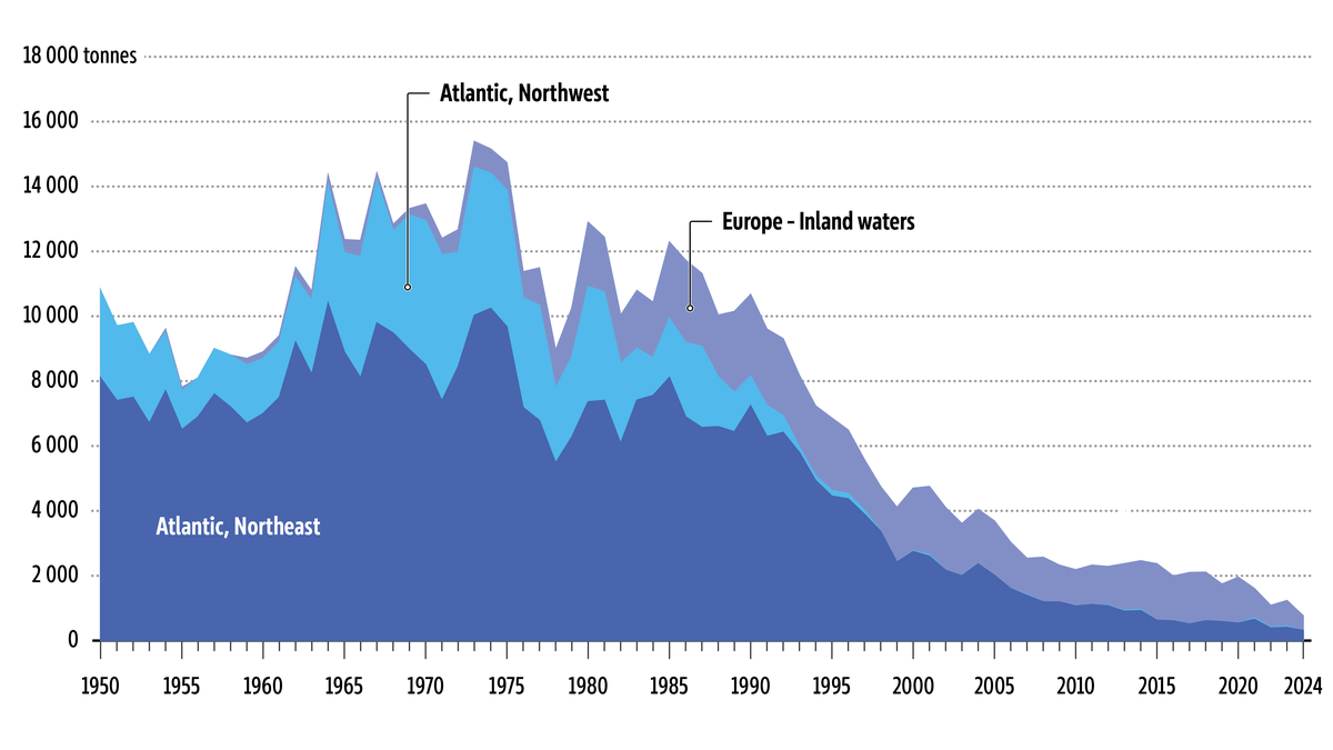 Catches of Atlantic salmon over time, between 1950 and 2023. The catches peaked in the 1970s and have decreased significantly since the 1990s.