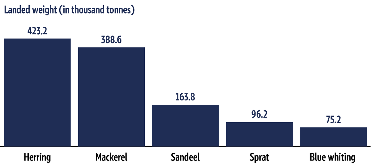 Top five species caught in the Greater North Sea, in landed weight, 2023