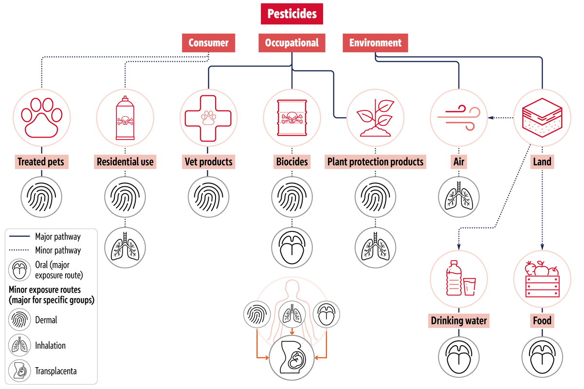 Tree chart showing that humans are exposed to pesticides through three main routes: minor consumer pathways such as treated pets and residential use , and major occupational and environment pathways such as vet products, biocides, plant protection products, air and land. The types of exposure are oral, dermal, inhalation and transplacental.