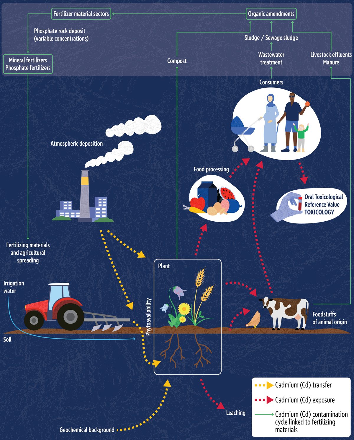 A comprehensive flow chart illustrating the cadmium contamination cycle in agriculture and food systems. It details how cadmium is transferred from natural, industrial and fertiliser sources into the soil, accumulates in plants via phytoavailability and reaches humans (consumers),&nbsp;both directly through processed foods and indirectly through livestock and dairy products.
