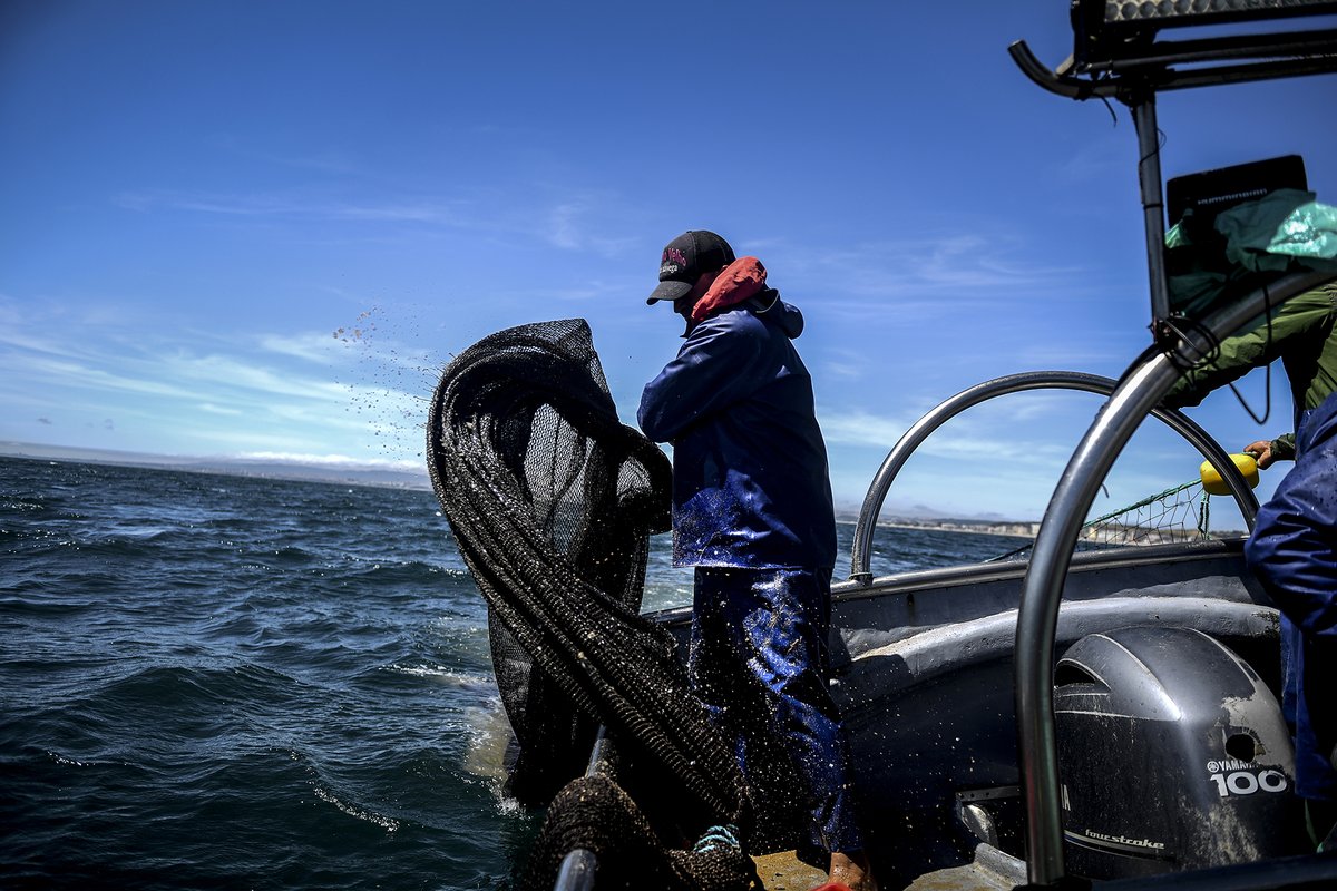 Photograph of a fisherman on a boat handling a net.
