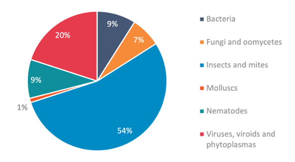 Initial pest outbreaks in EU territory in 2022-2024