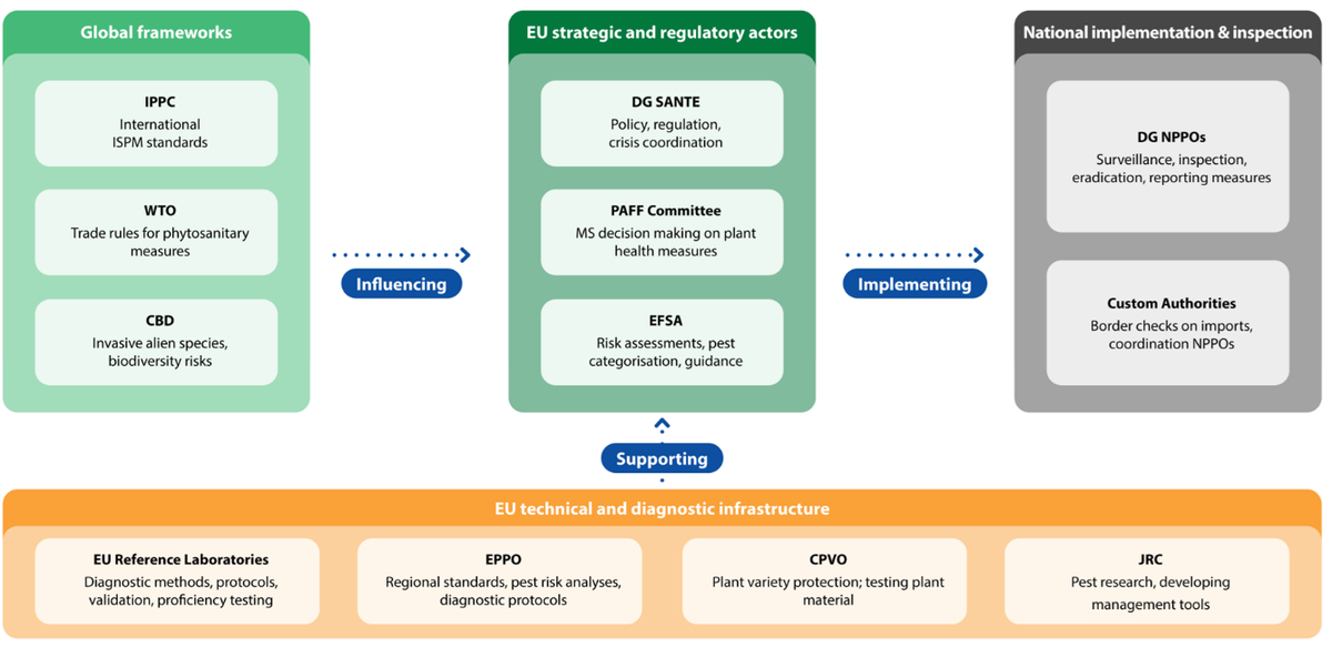 Actors and authorities in EU plant health governance